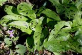 Arum maculatum