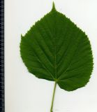 Image of taxon representative. Author is Николай Дегтярёв