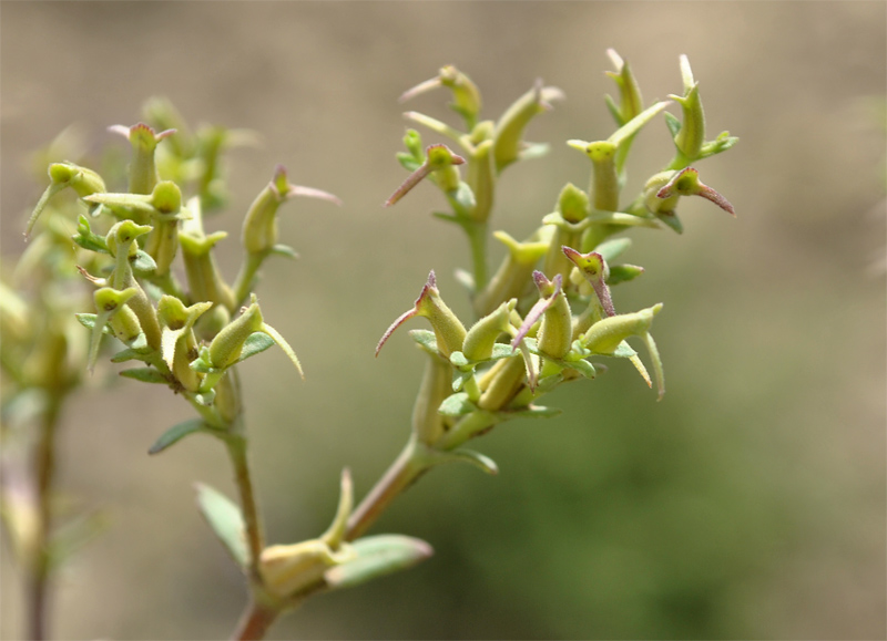 Image of Valerianella sclerocarpa specimen.