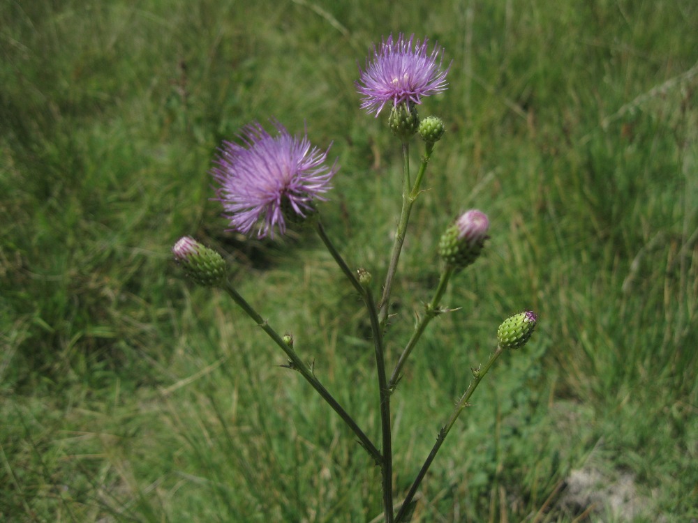 Изображение особи Cirsium elodes.