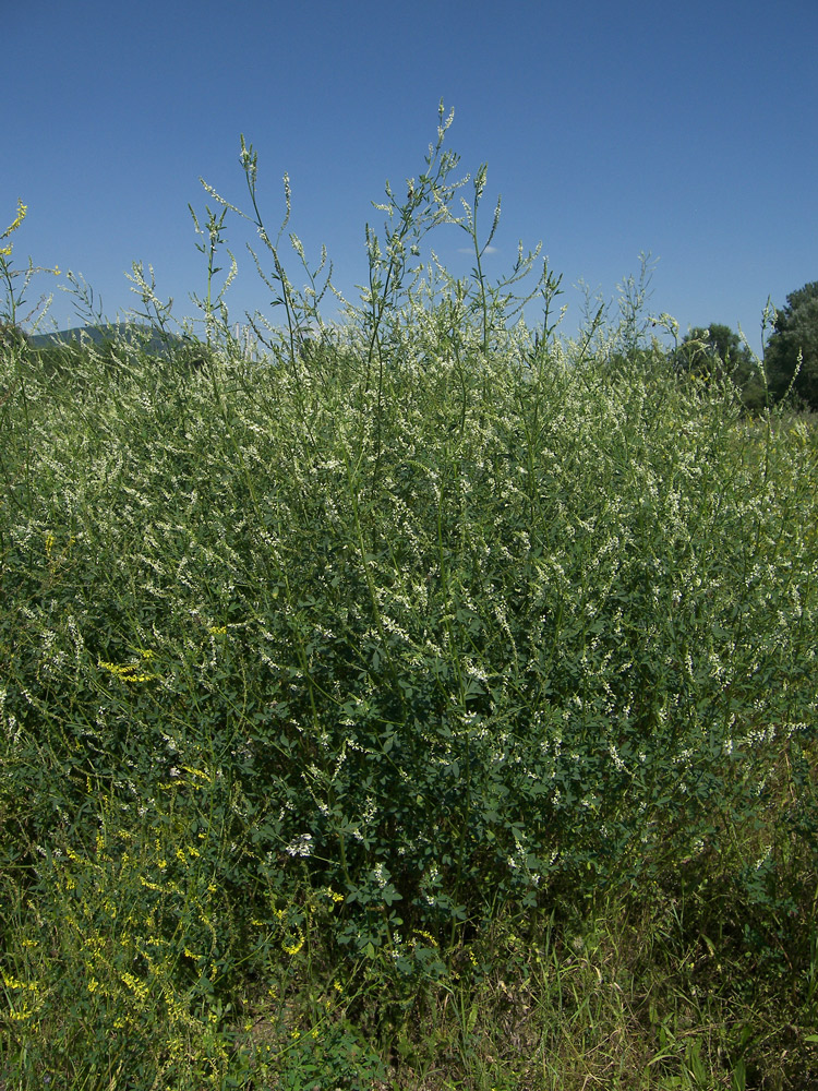 Image of Melilotus albus specimen.