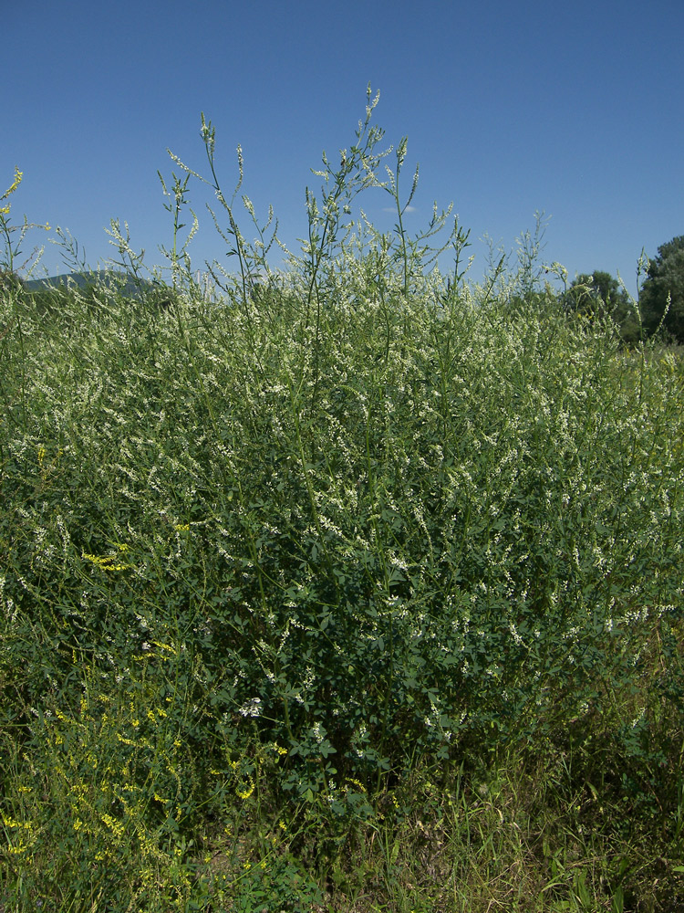 Изображение особи Melilotus albus.