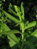 Solidago canadensis. Верхушка побега с нераспустившимся соцветием. Краснодарский край, г. Крымск, заброшенный участок земли возле бывшего жилья, снесённого после наводнения 2012 г. 15.07.2013.