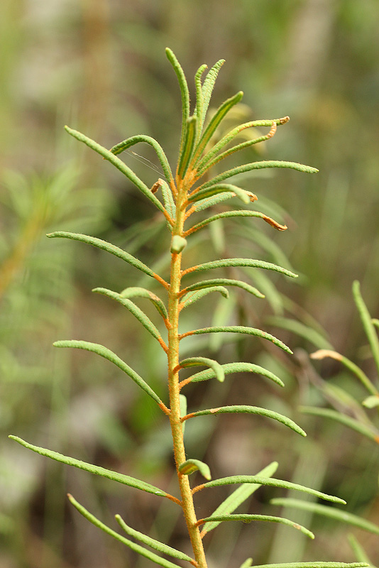 Image of Ledum palustre specimen.