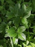 Rhamnus cathartica. Молодое растение в травяном покрове широколиственного леса. Дудергофские высоты, Санкт-Петербург, конец июля.