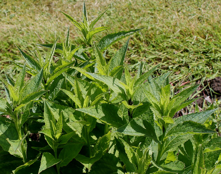 Изображение особи Campanula latifolia.