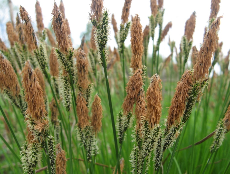 Image of Carex cespitosa specimen.