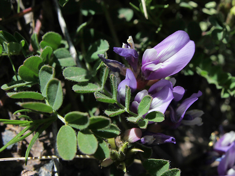 Изображение особи Astragalus oreades.