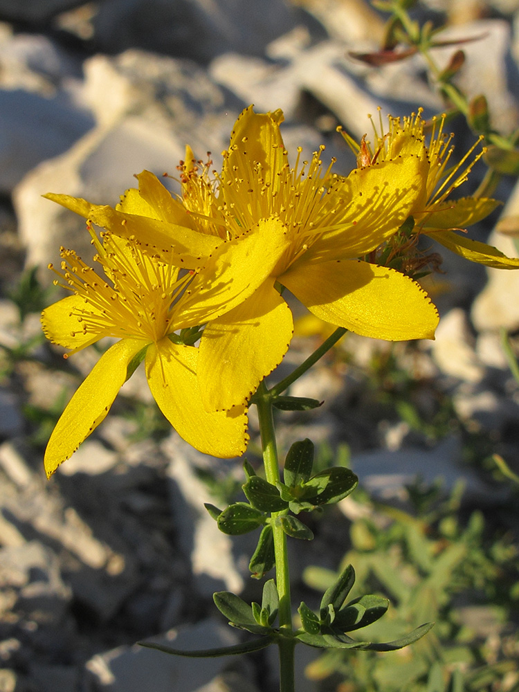 Image of Hypericum perforatum specimen.