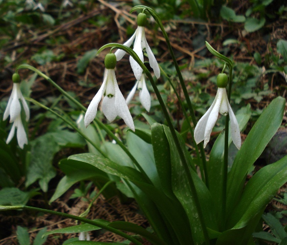 Image of Galanthus krasnovii specimen.