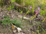 Polygala major. Цветущее и плодоносящее растение. Краснодарский край, окр. г. Геленджик, щель Прасковеевская, обочина дороги по склону хребта над селом Прасковеевка. 21.09.2013.