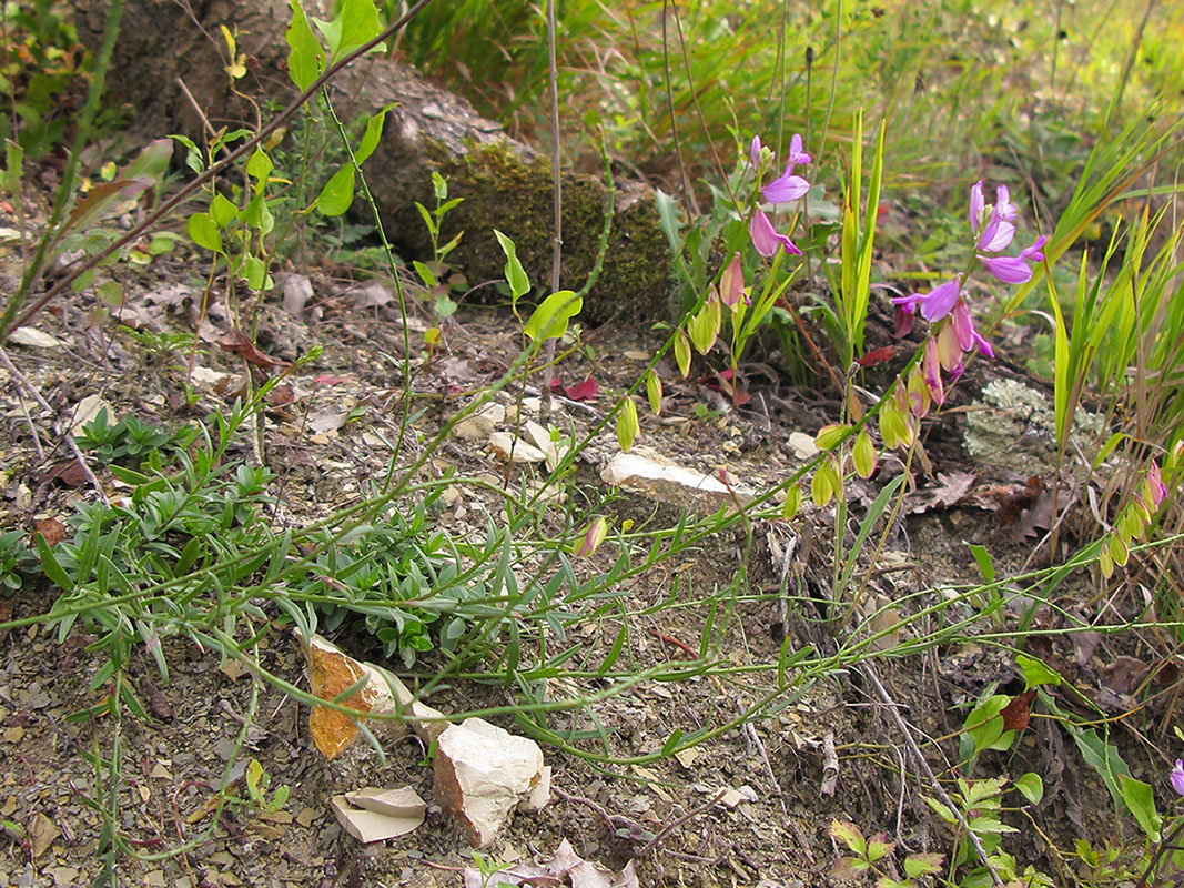 Изображение особи Polygala major.