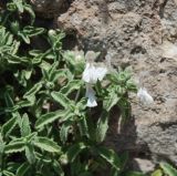 Stachys swainsonii. Верхушка цветущего растения. Греция, Дельфы. 09.06.2009.