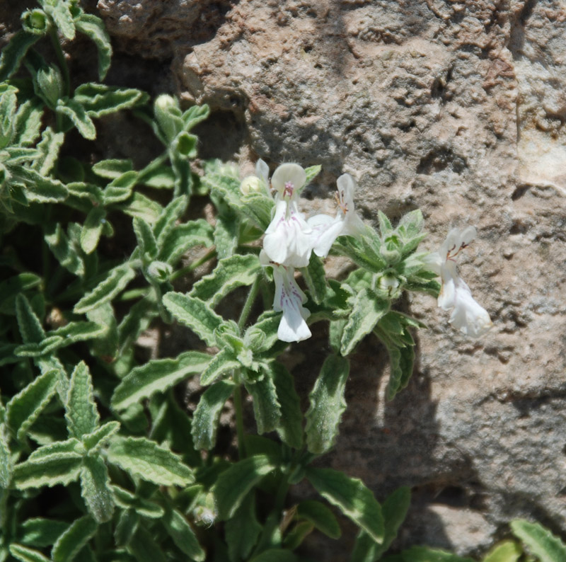 Изображение особи Stachys swainsonii.