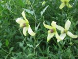 Clematis orientalis