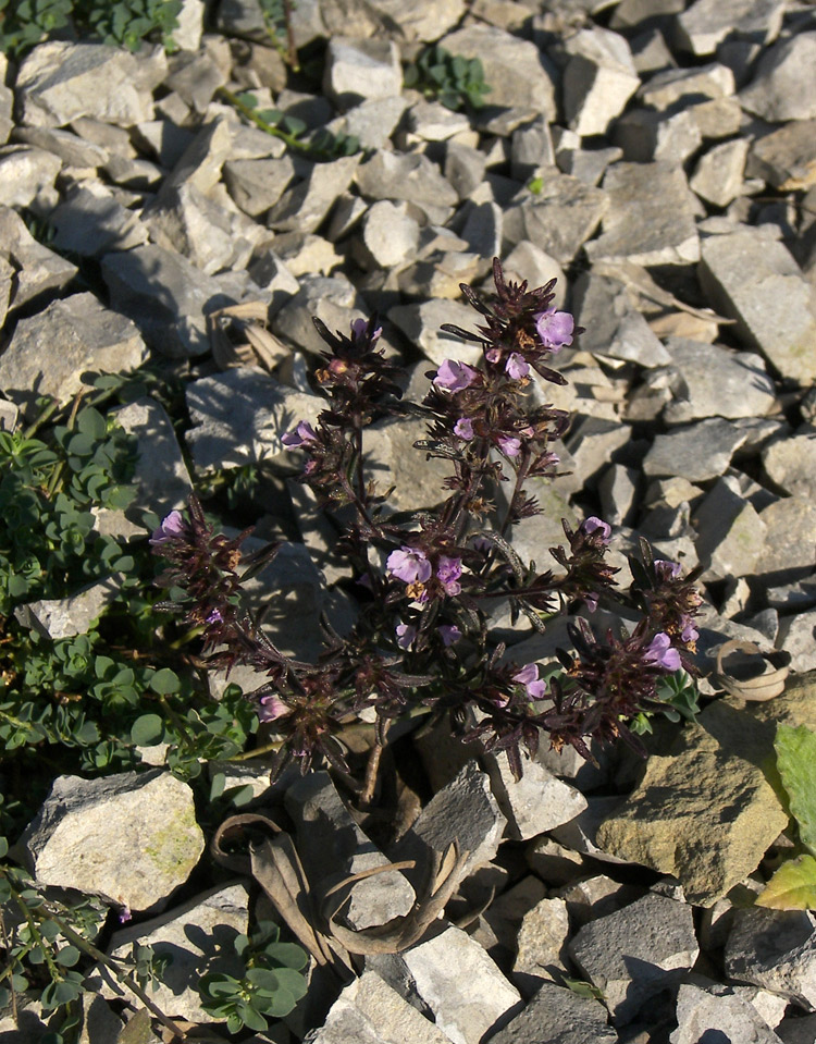Изображение особи Satureja hortensis.