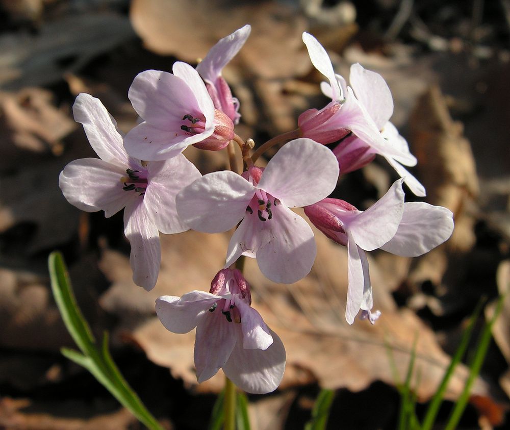 Image of Cardamine trifida specimen.