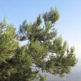 Juniperus excelsa. Ветви. Краснодарский край, Абинский р-н, окр. ст. Эриванская, гора Шизе. 02.11.2013.