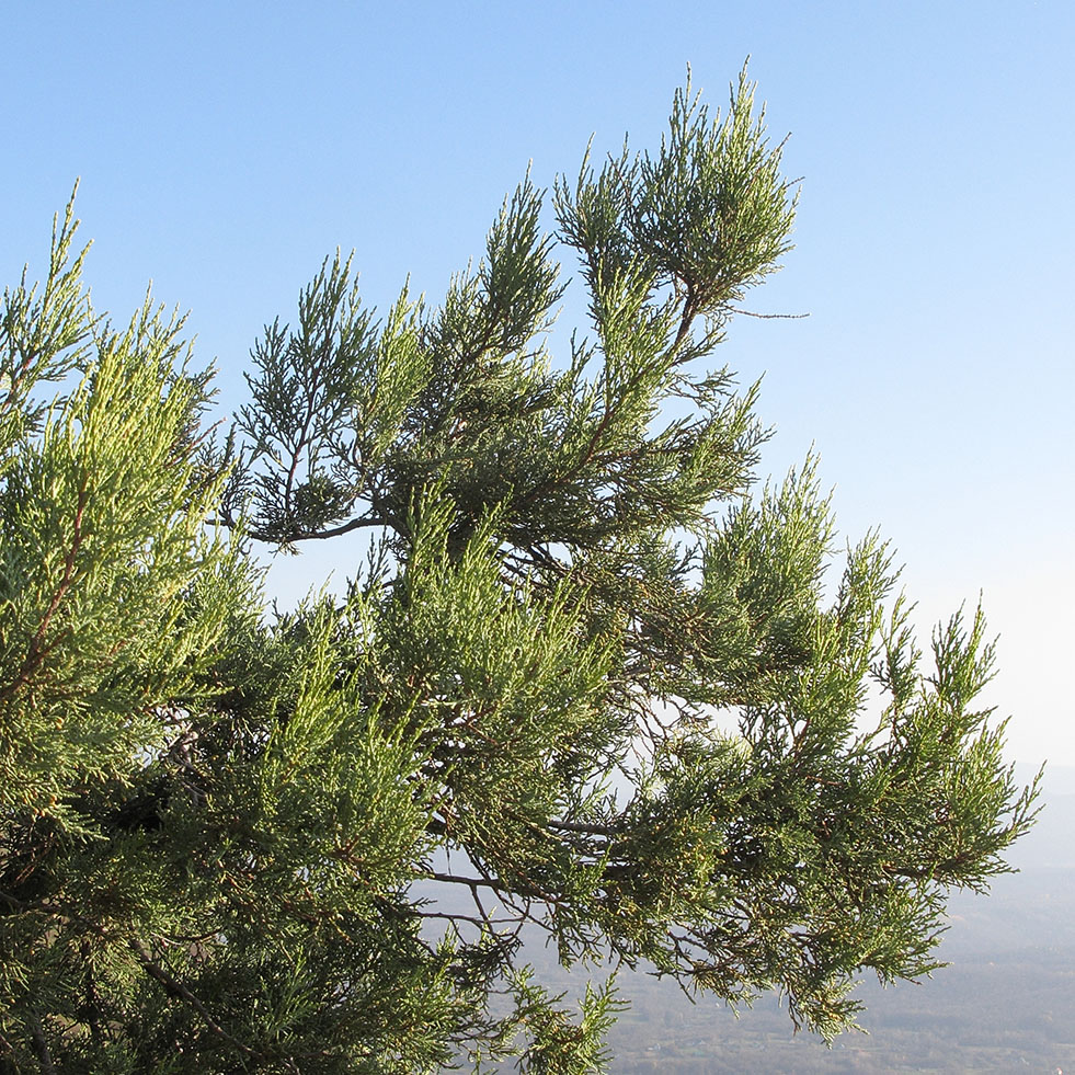 Image of Juniperus excelsa specimen.