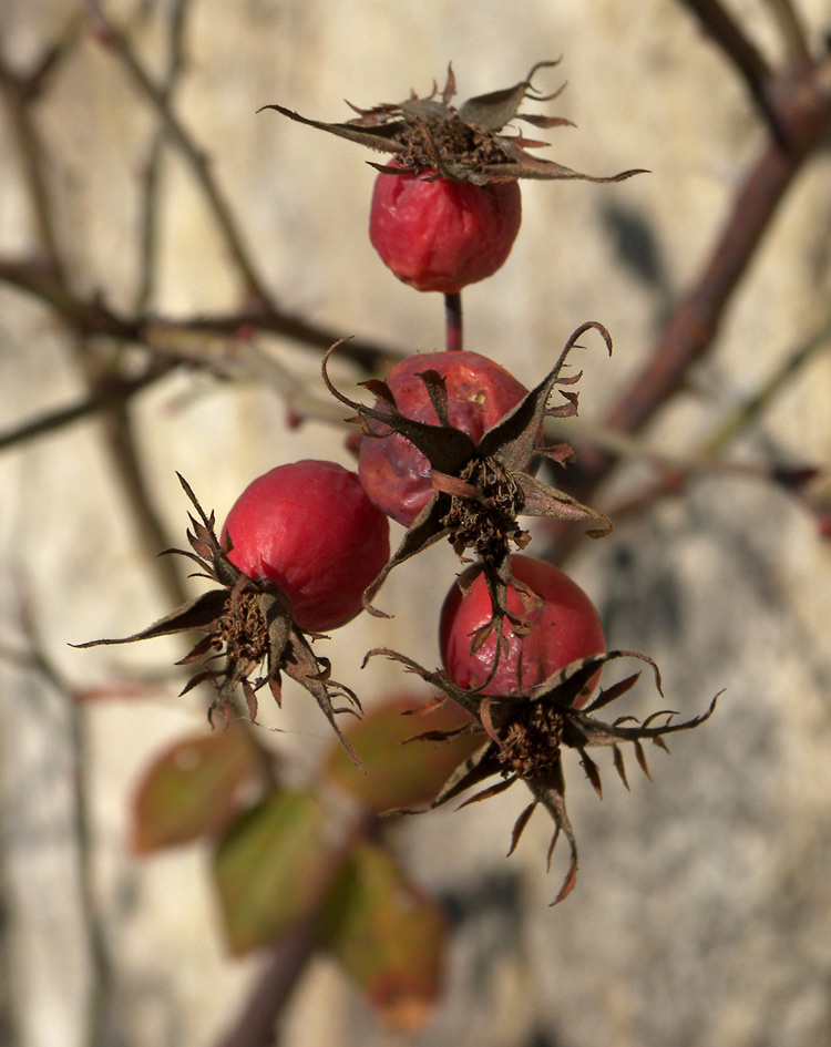 Image of Rosa afzeliana specimen.