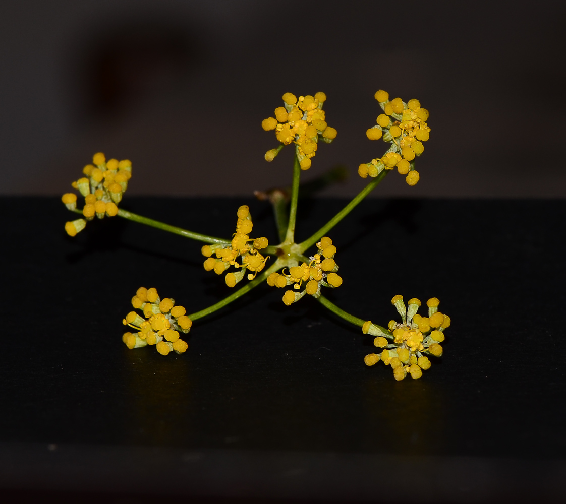 Изображение особи Foeniculum vulgare.