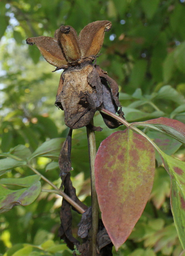 Image of Paeonia rockii specimen.
