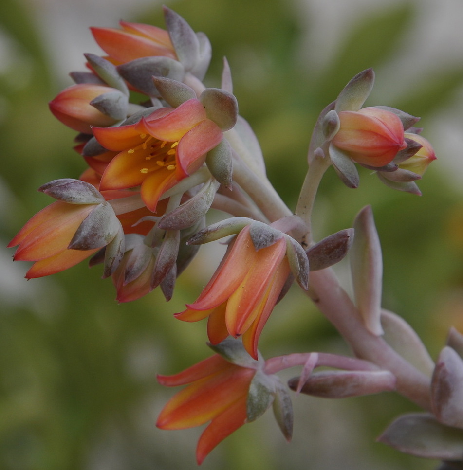 Image of genus Echeveria specimen.