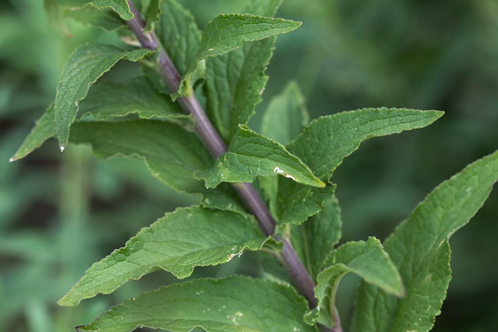 Image of Campanula bononiensis specimen.