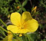 Linum flavum