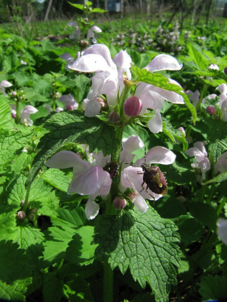 Image of Lamium maculatum specimen.