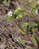 Cerastium pseudobulgaricum