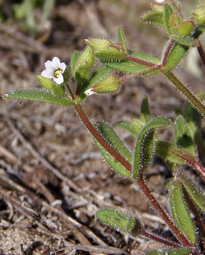 Image of Cerastium pseudobulgaricum specimen.
