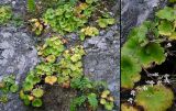 Saxifraga serotina