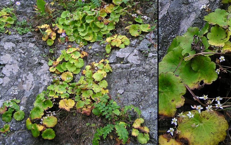 Изображение особи Saxifraga serotina.