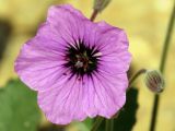 Erodium arborescens. Цветок. Израиль, пос. Негев, равнина Мишор а-Сээфим. 22.03.2014.