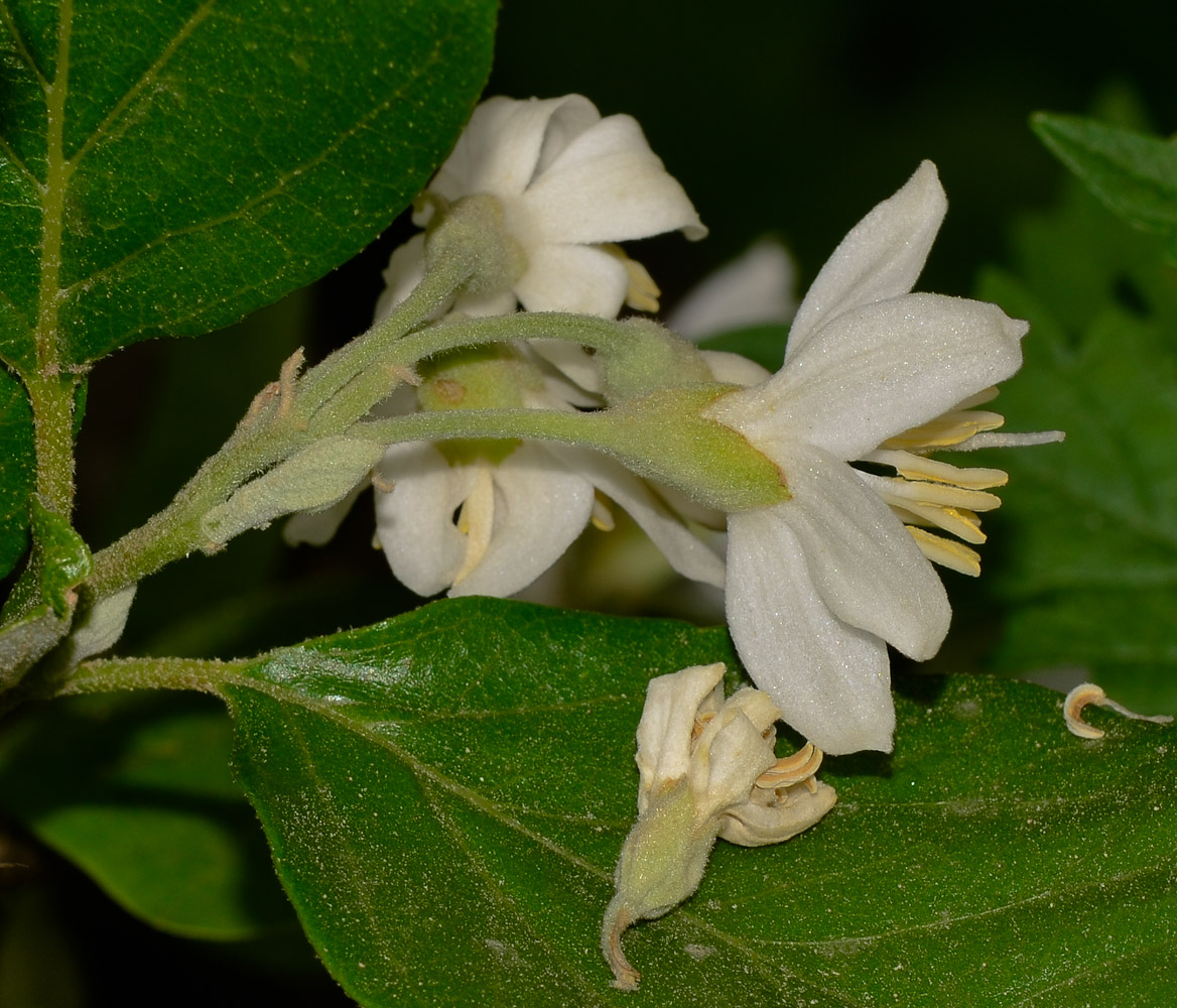 Image of Styrax officinalis specimen.