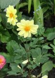 Dahlia pinnata