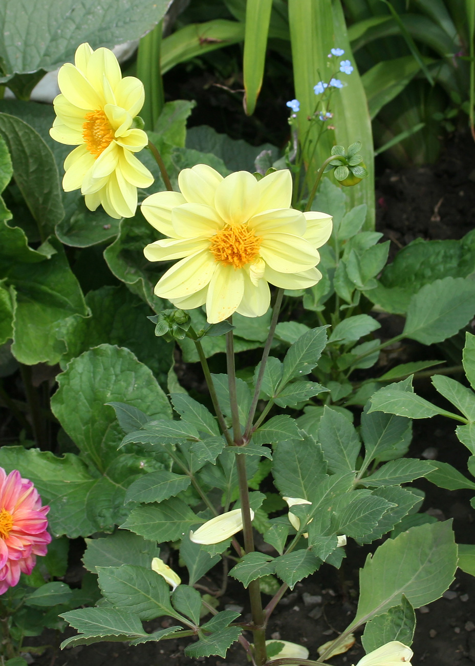 Image of Dahlia pinnata specimen.