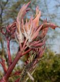 Paeonia rockii. Верхняя часть молодого побега. Германия, г. Дюссельдорф, Ботанический сад университета. 13.03.2014.
