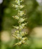 Sinowilsonia henryi. Верхушка соцветия. Германия, г. Дюссельдорф, Ботанический сад университета. 28.04.2014.
