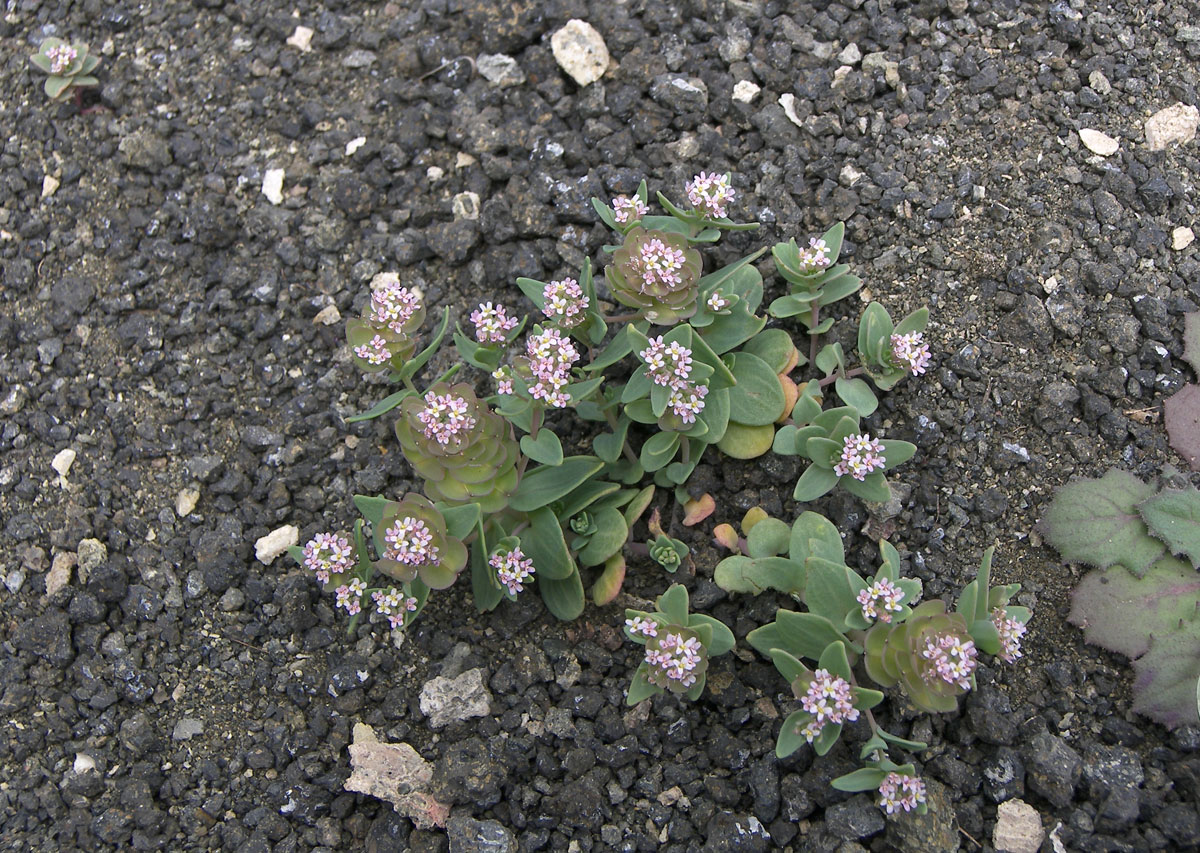 Изображение особи Aethionema arabicum.