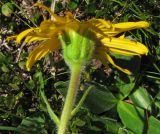 Arnica montana