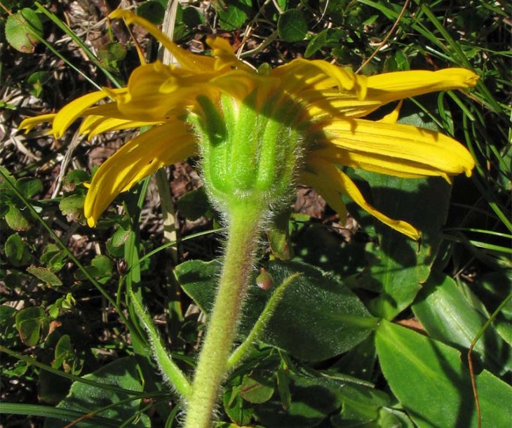 Image of Arnica montana specimen.