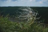 genus Stipa