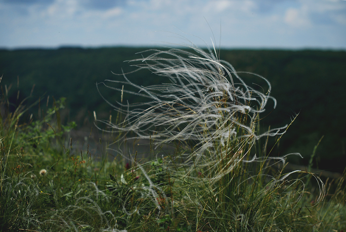 Изображение особи род Stipa.