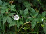 Geranium sibiricum