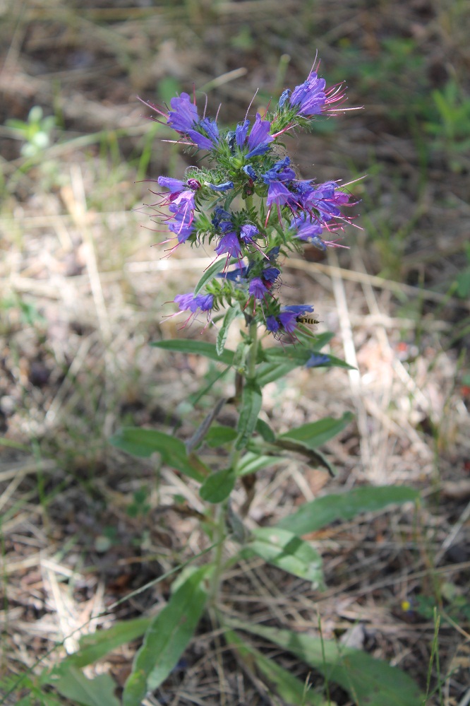 Image of Echium vulgare specimen.