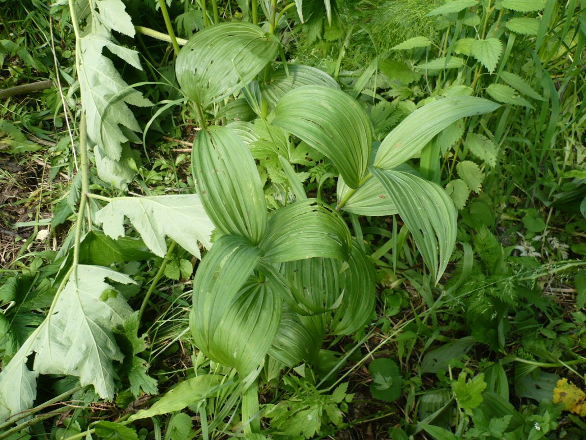 Image of Veratrum lobelianum specimen.