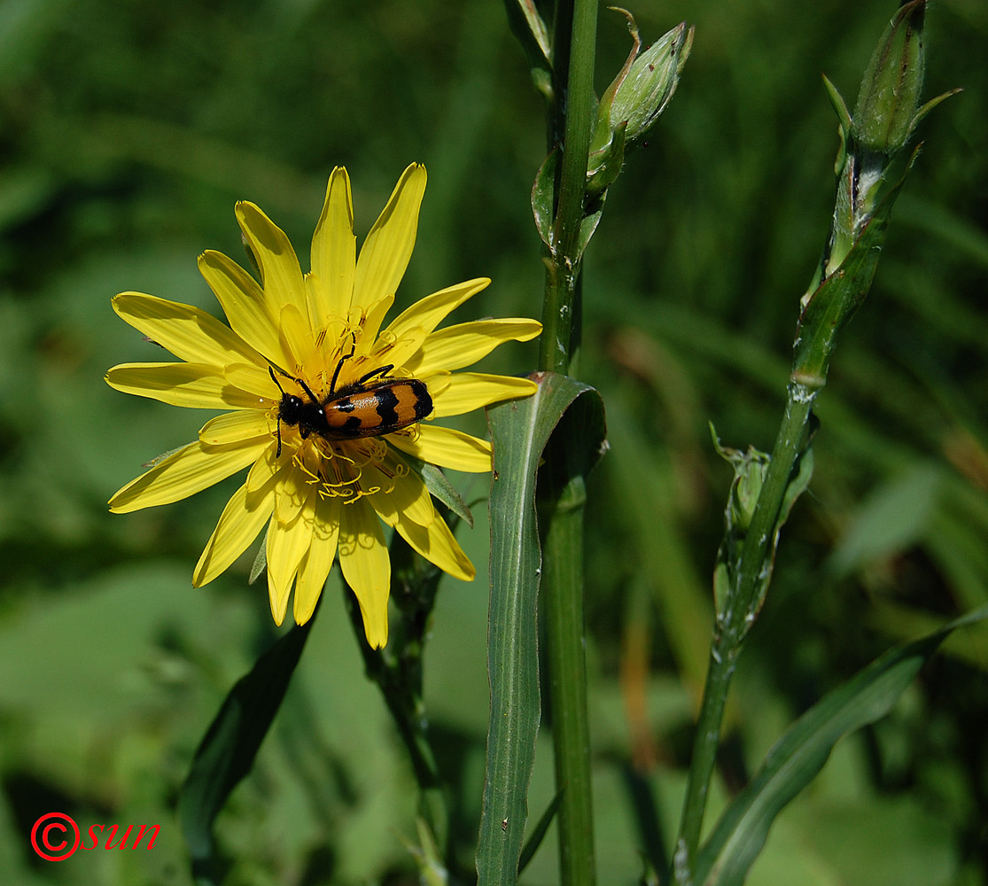 Image of Tragopogon podolicus specimen.