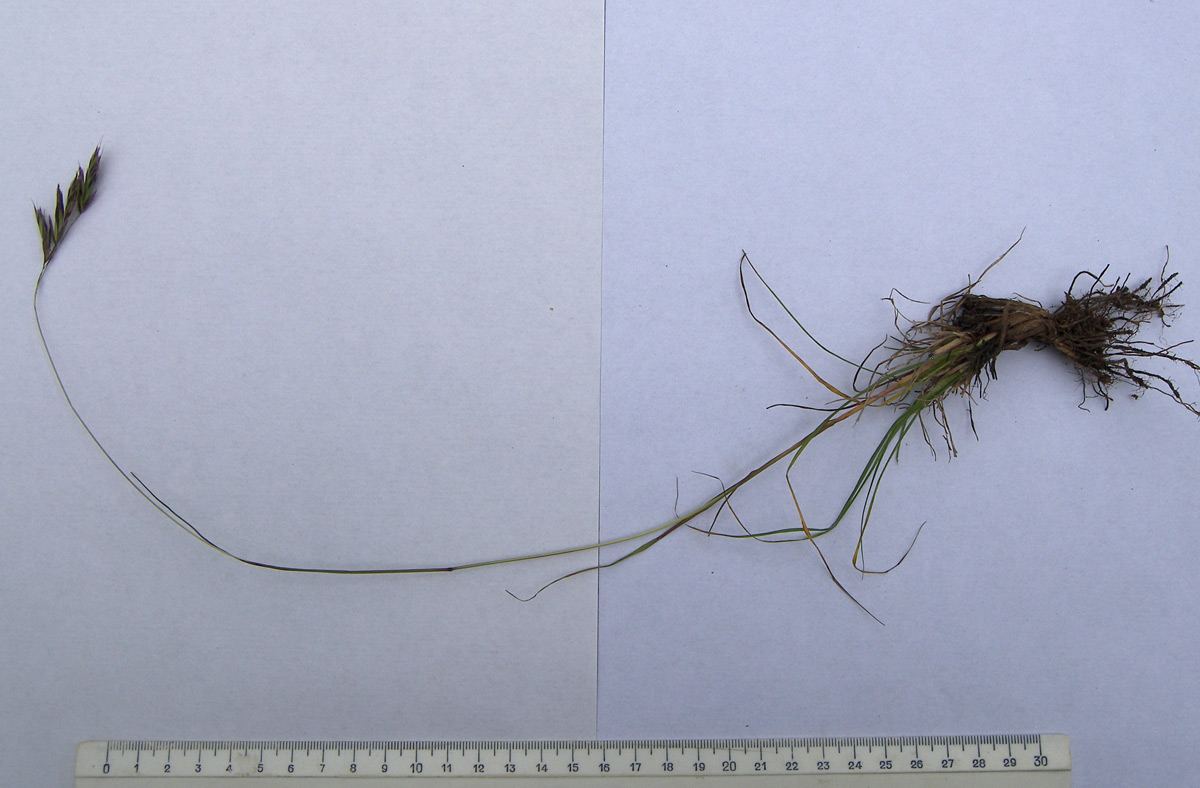 Image of Bromopsis variegata specimen.